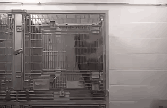 Affe rüttelt verzweifelt an den Gitterstäben des Käfigs im Tierversuchslabor