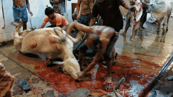 Mehrere Männer werfen eine Kuh zu Boden, überall ist Blut.