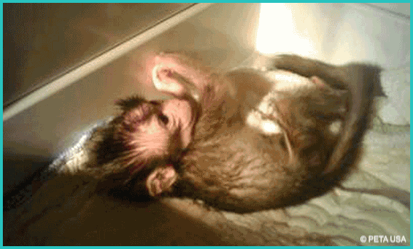 Bilder von missbrauchten Affenbabys in Tierversuchslaboren