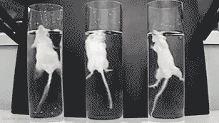 Drei Kleintiere in je einem schmalen Wasserbehälter kämpfen gegen das Ertrinken