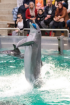Delfin im Delfinarium