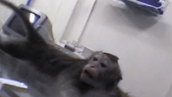 Ein Affe versucht verzweifelt, sich zu befreien. Doch er ist an Armen und Beinen auf einem Tisch im Tierversuchslabor festgebunden
