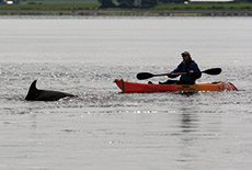 Delfin schwimmt vor Kajak