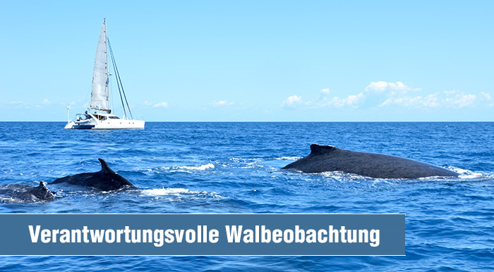Verantwortungsvolle Walbeobachtung | Drei Wale im Vordergrund, im Hintergrund Segelboot