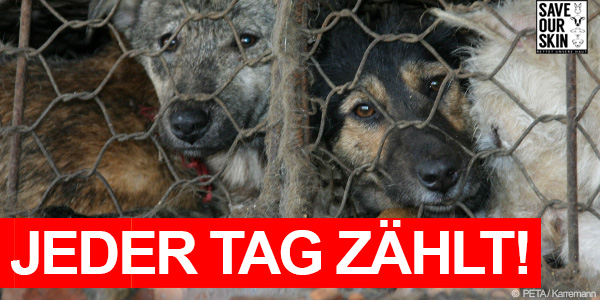 Zwei Hunde in einem überfüllten Käfig mit anderen Tieren