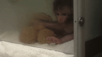 Kleiner Affe allein in einer Box nur mit einem Stofftier