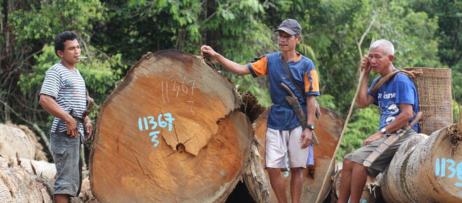 Rodung im Kinipan-Wald - Indigene neben Baumstämmen